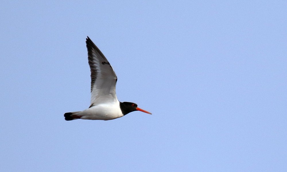 Eurasian Oystercatcher - ML334110611