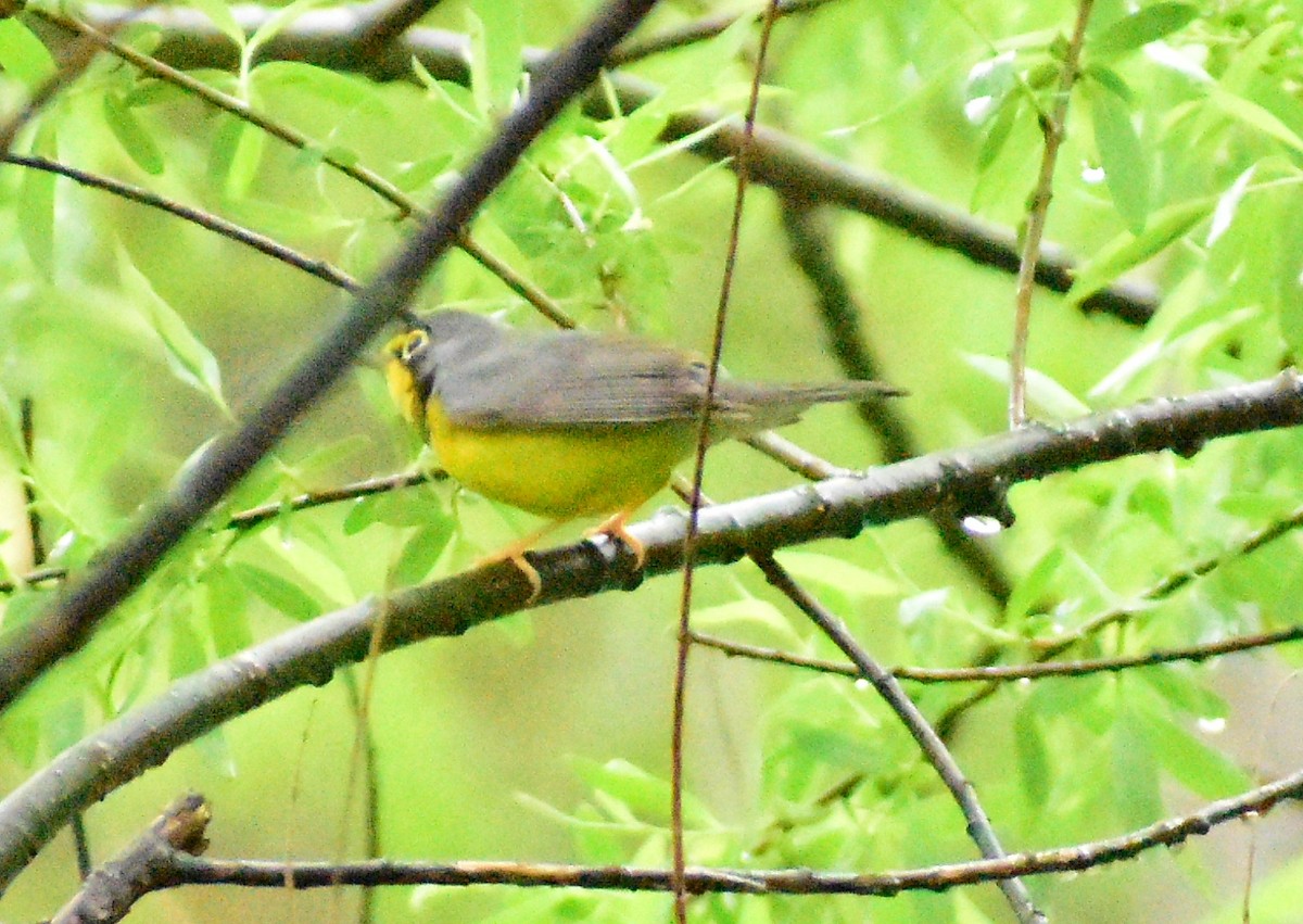 Canada Warbler - ML334111161