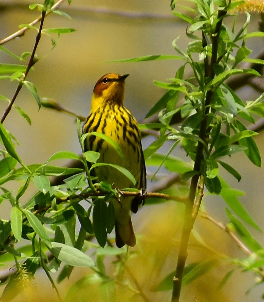 Paruline tigrée - ML334111241