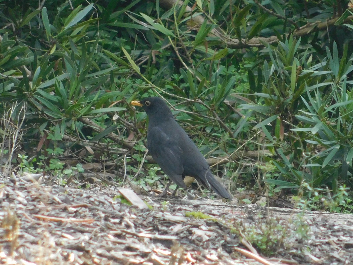 Eurasian Blackbird - ML334111411