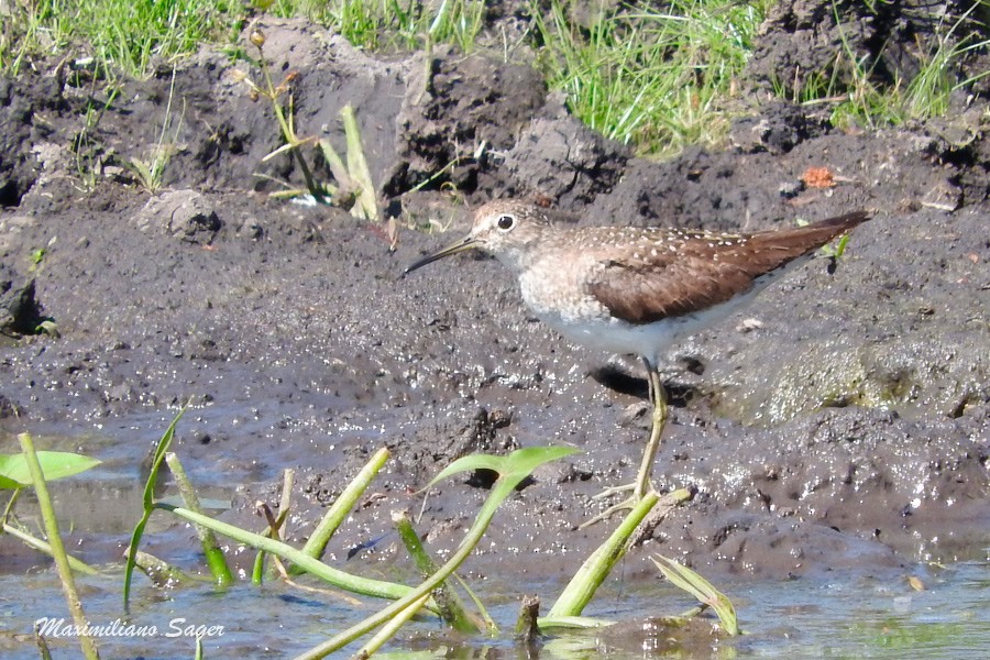 Solitary Sandpiper - ML33411151