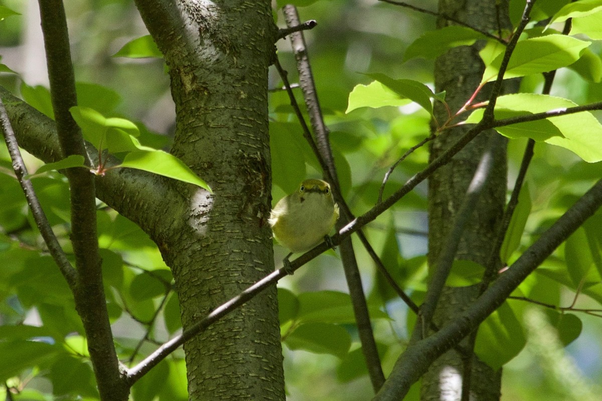 White-eyed Vireo - ML334112671