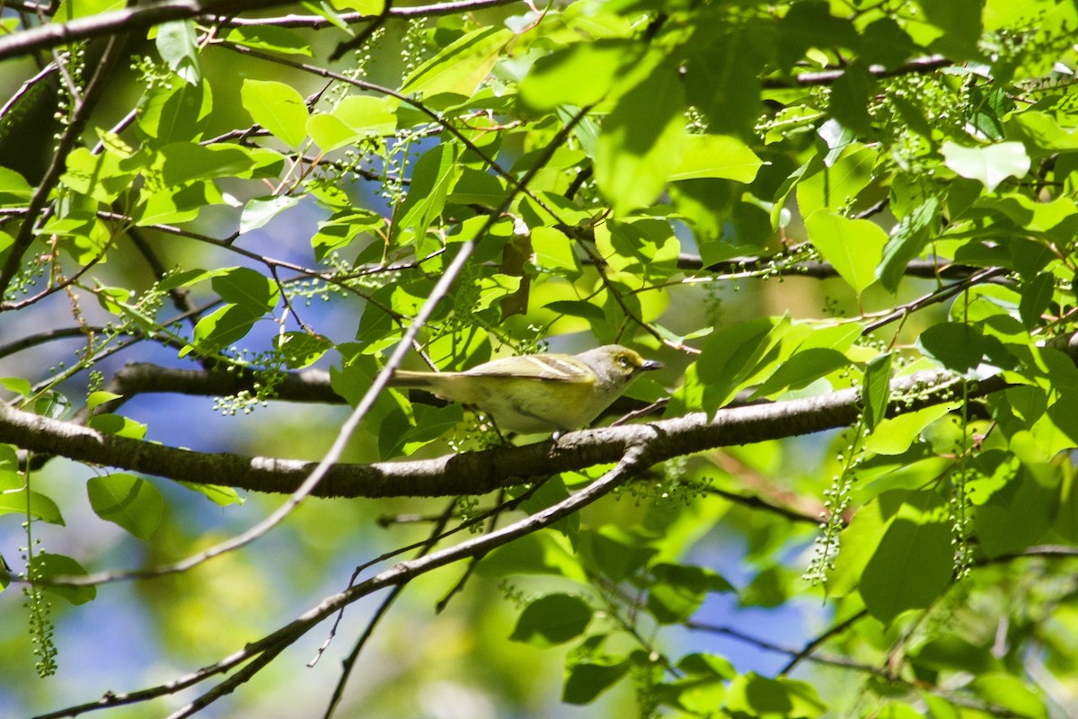 White-eyed Vireo - ML334112691