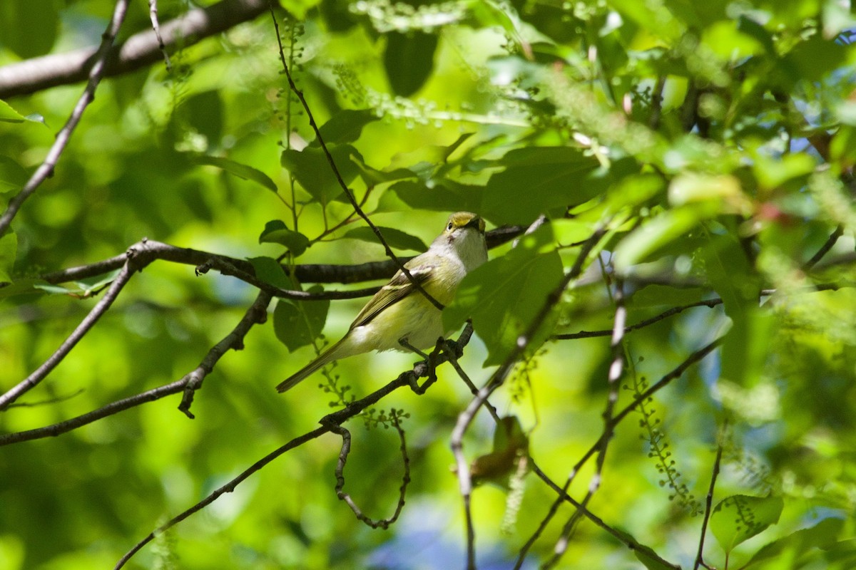 White-eyed Vireo - ML334112701