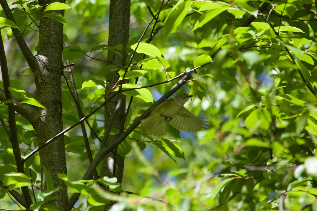 White-eyed Vireo - ML334112711