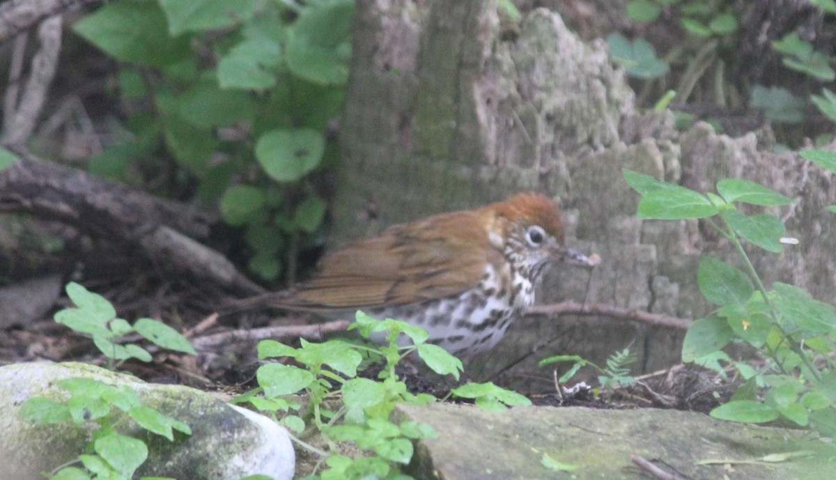 Wood Thrush - ML334113081