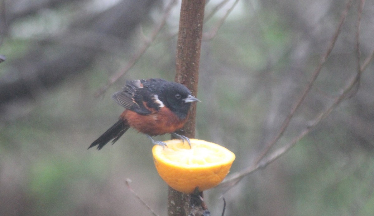 Orchard Oriole - ML334113401