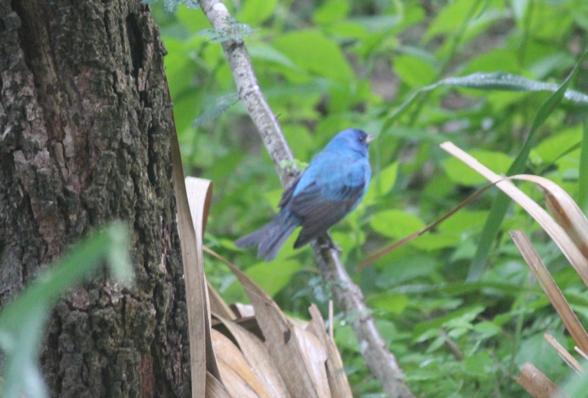 Indigo Bunting - ML334113671