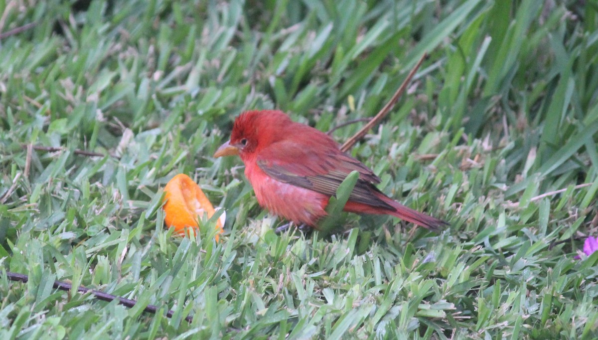 Summer Tanager - ML334114051