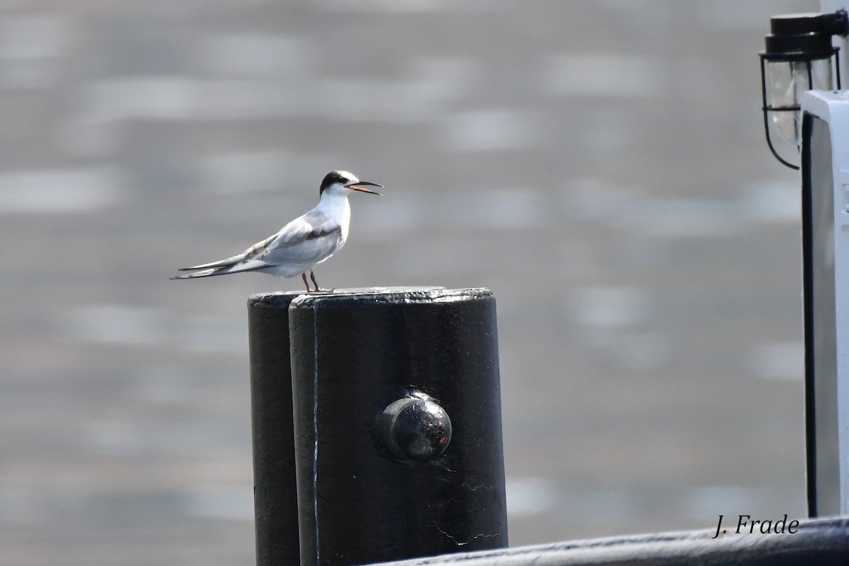 Common Tern - ML334114521