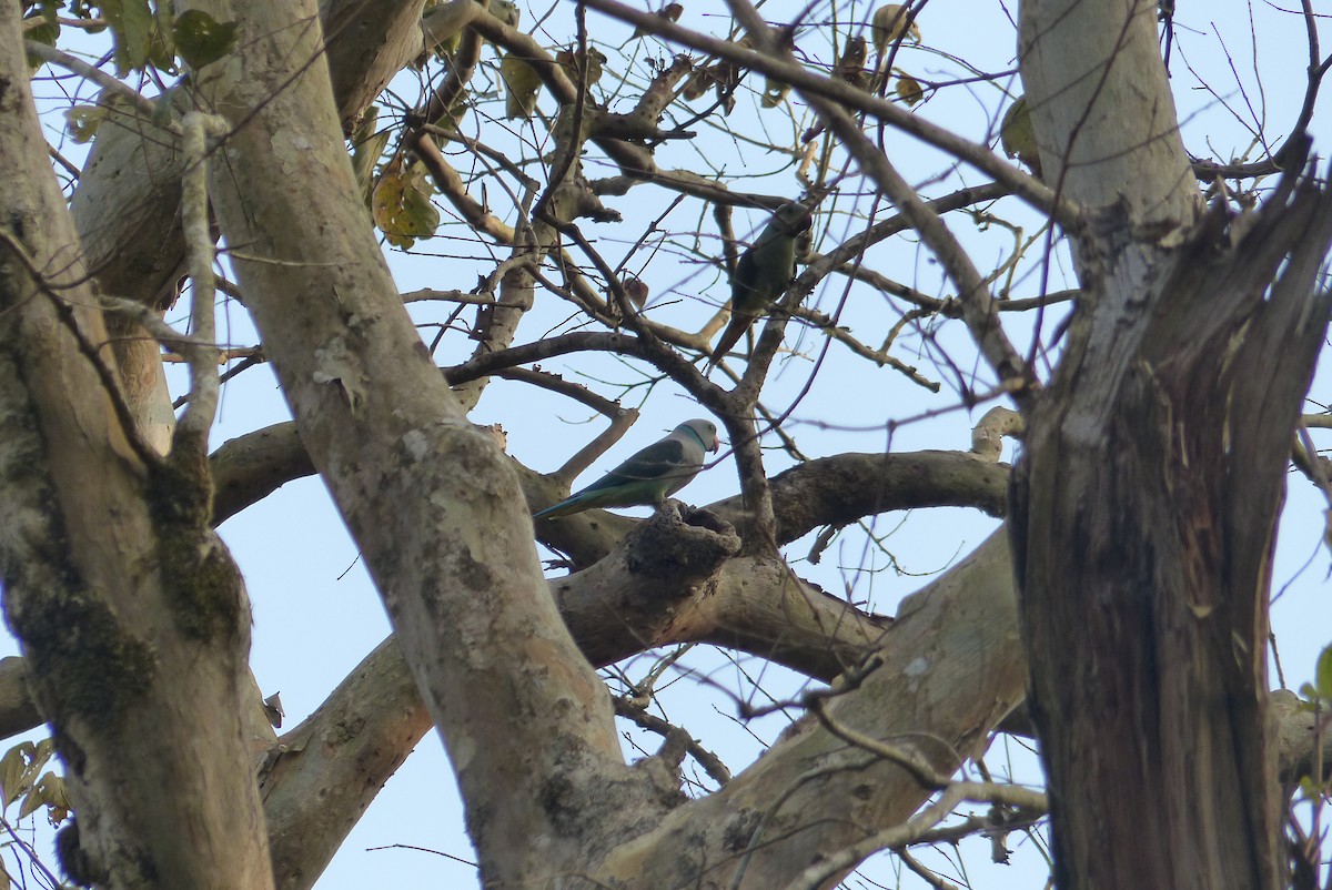 Malabar Yeşil Papağanı - ML33411471