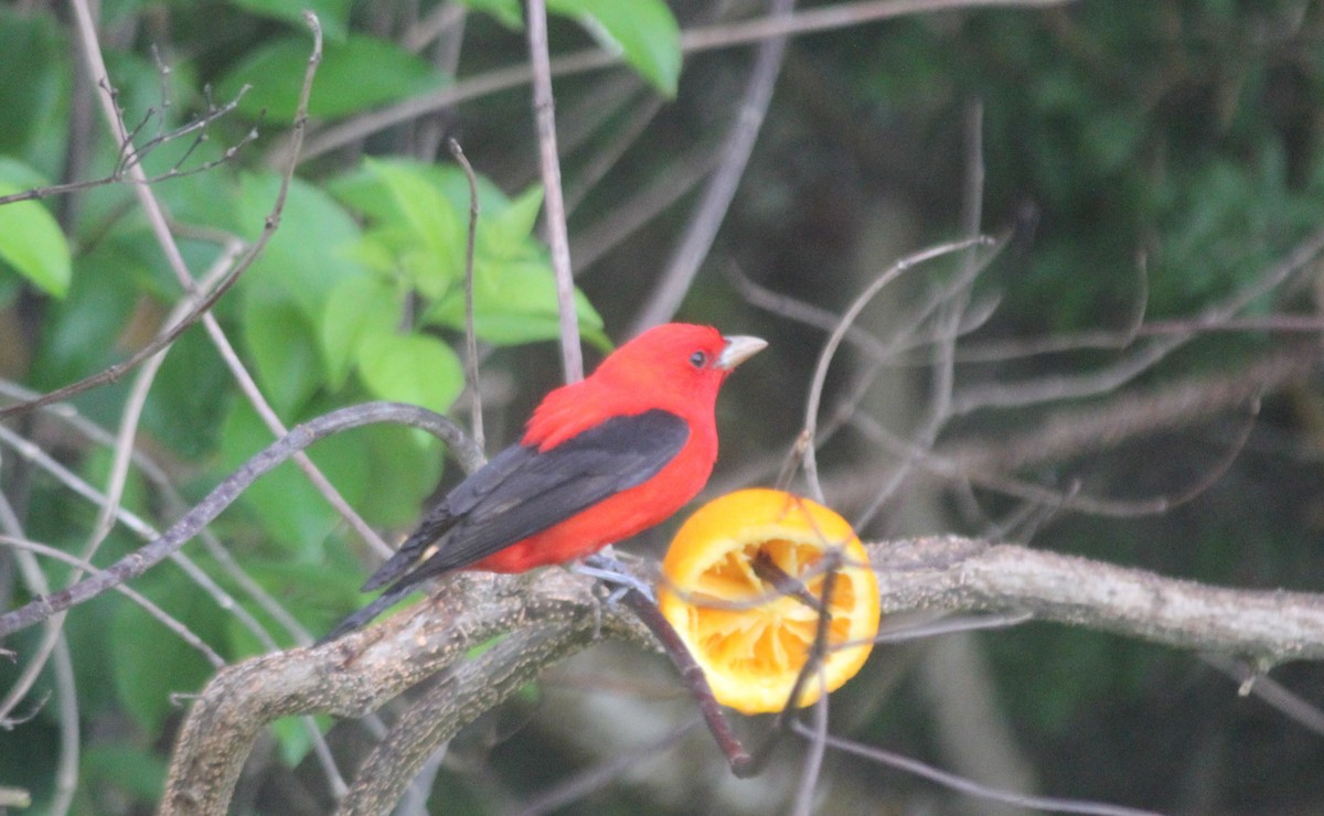 Scarlet Tanager - ML334114891