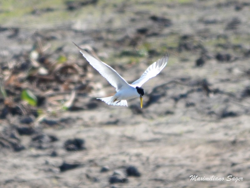 Yellow-billed Tern - ML33411511