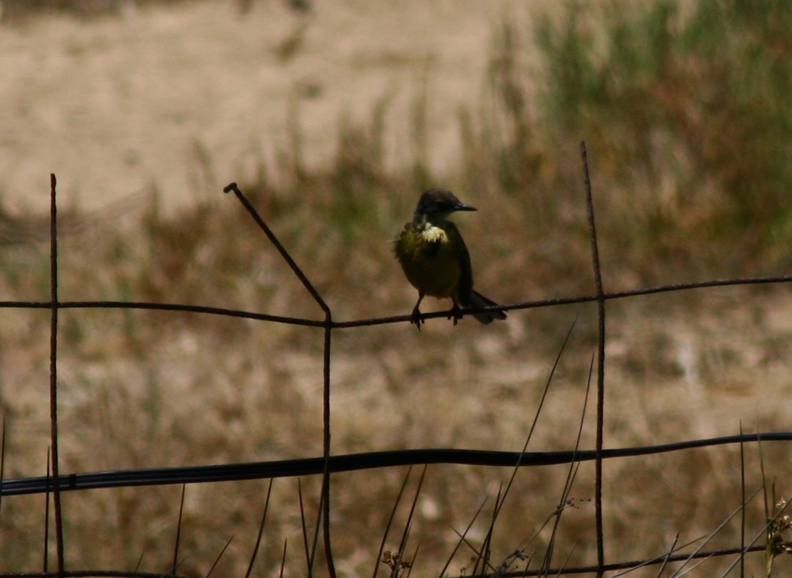 Western Yellow Wagtail - ML33411531