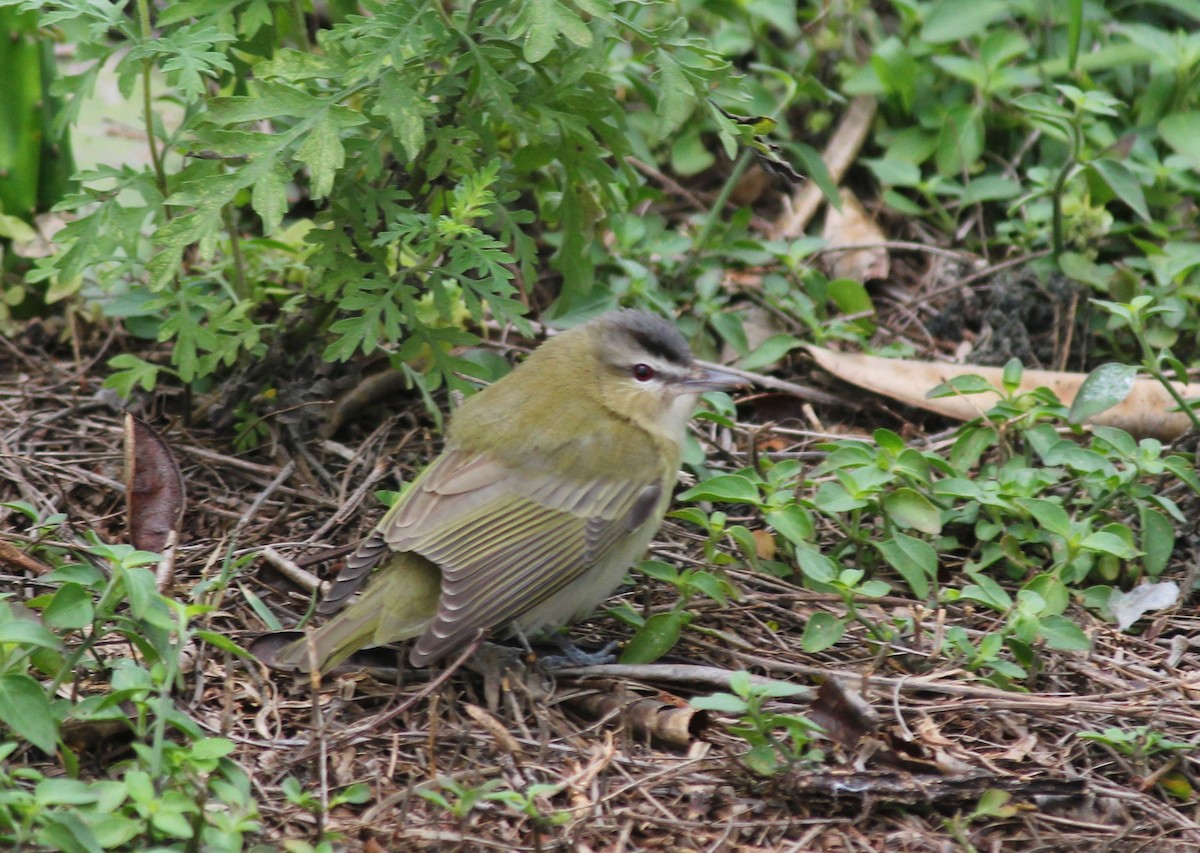 Red-eyed Vireo - ML334115451