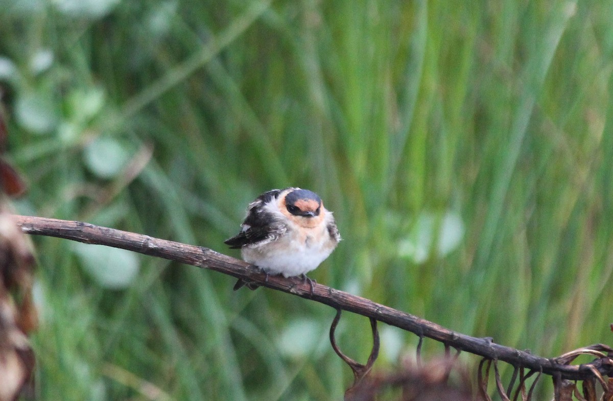 Cave Swallow (Texas) - ML334116201