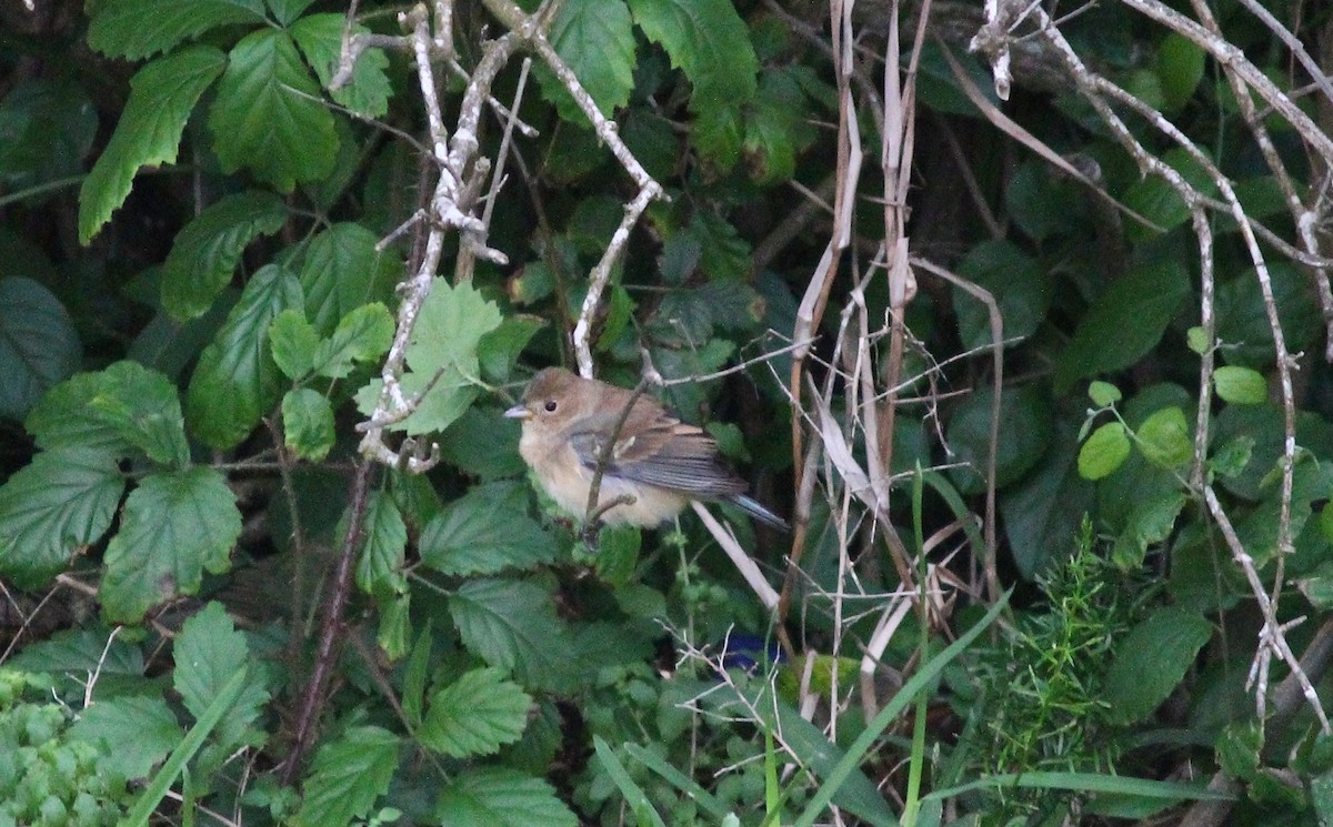 Indigo Bunting - ML334116331