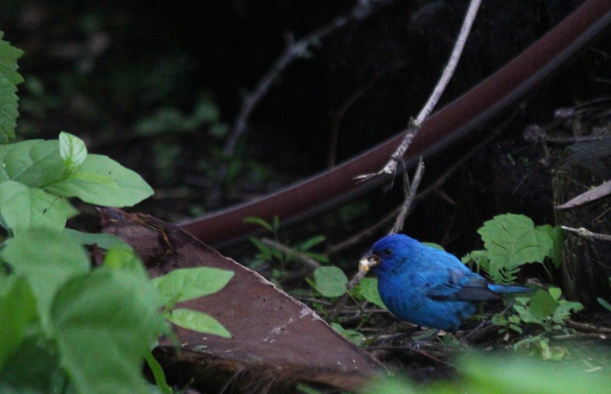 Indigo Bunting - ML334116341