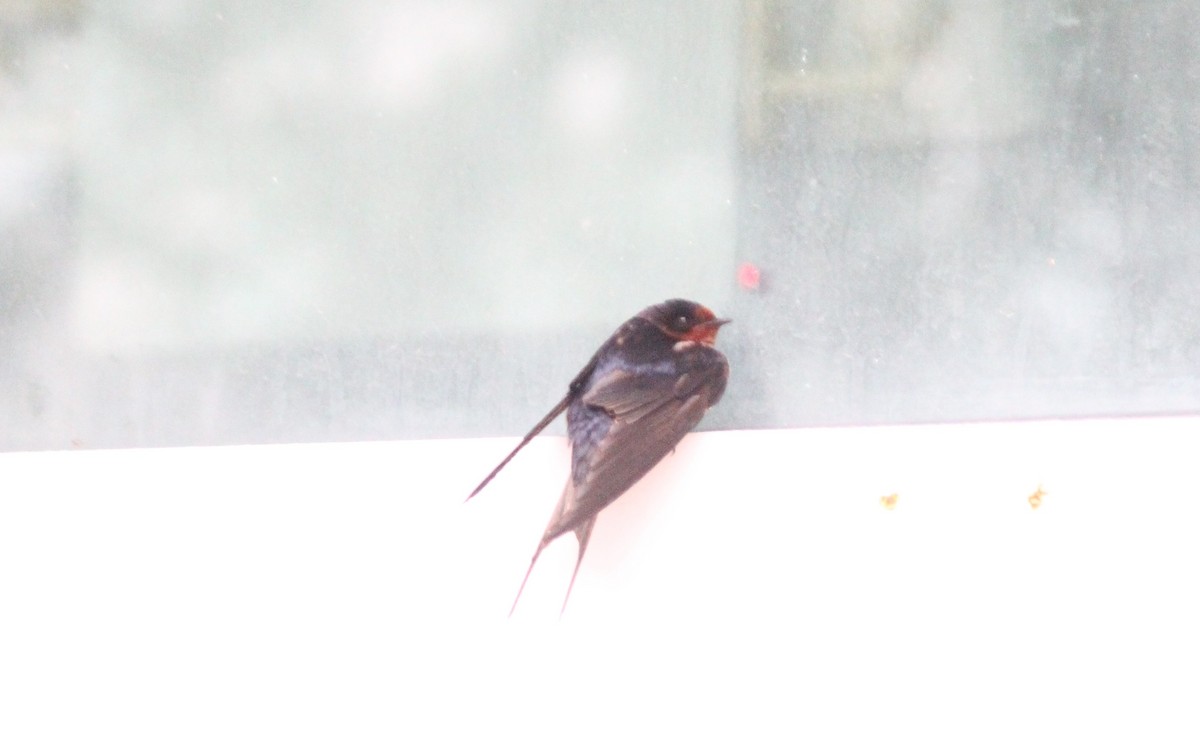 Barn Swallow - ML334116641