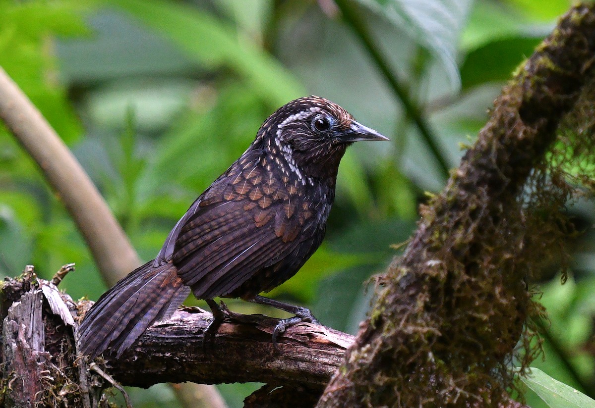 Sikkim Wedge-billed Babbler - Rofikul Islam