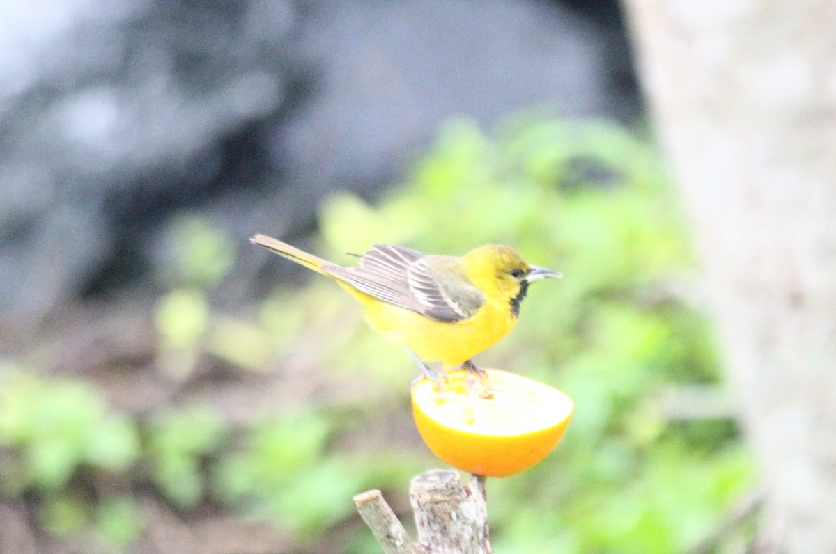 Hooded Oriole - ML334116811