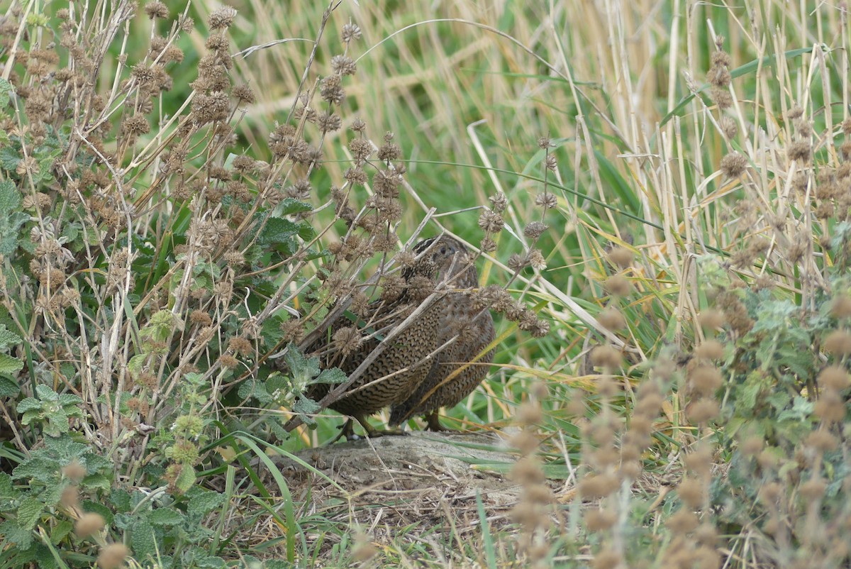 Stubble Quail - Anonymous