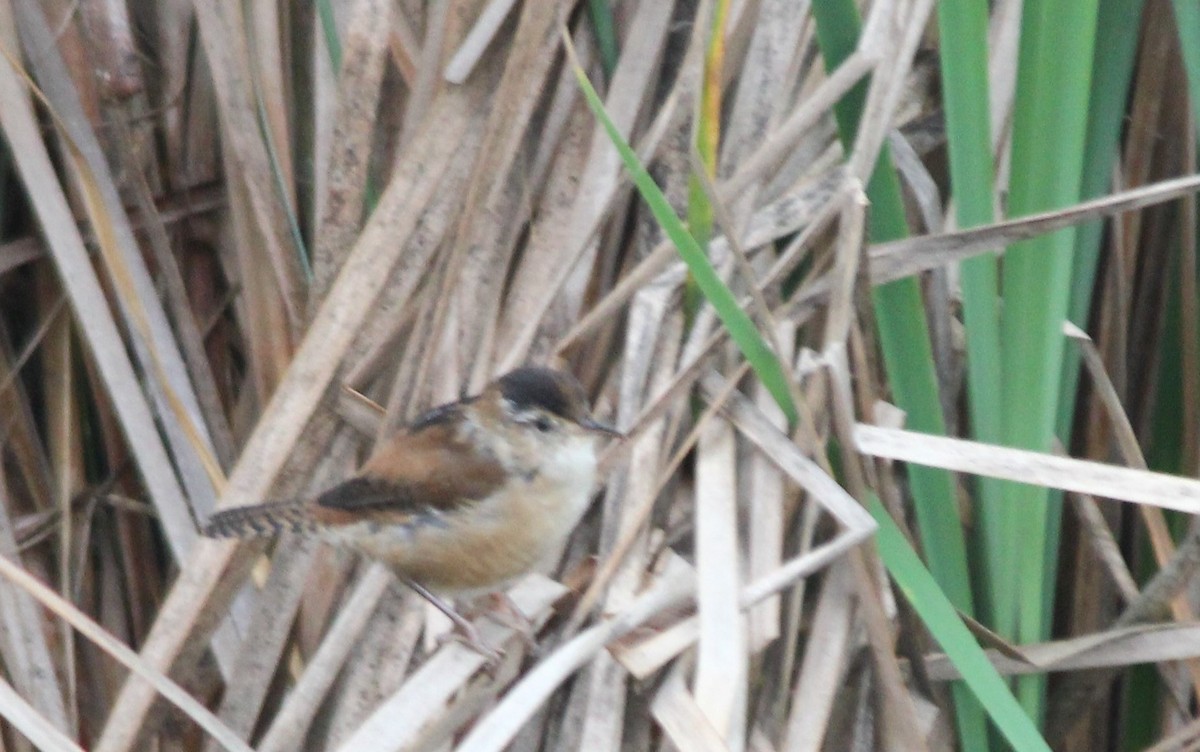 Marsh Wren - ML334116981