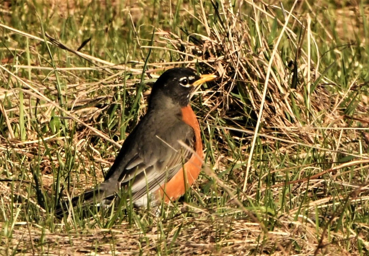 American Robin - ML334117181