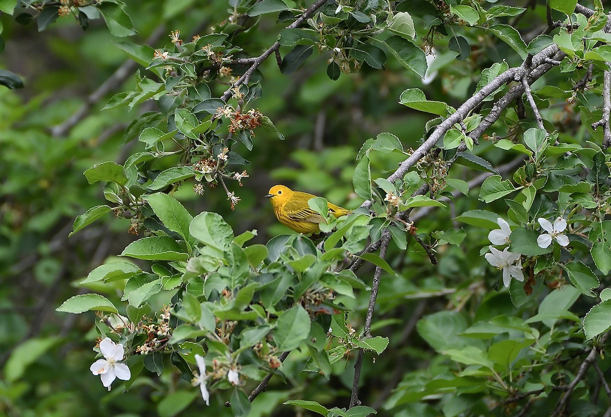 Yellow Warbler - ML334117491