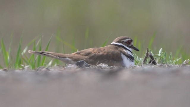 Killdeer - ML334118661