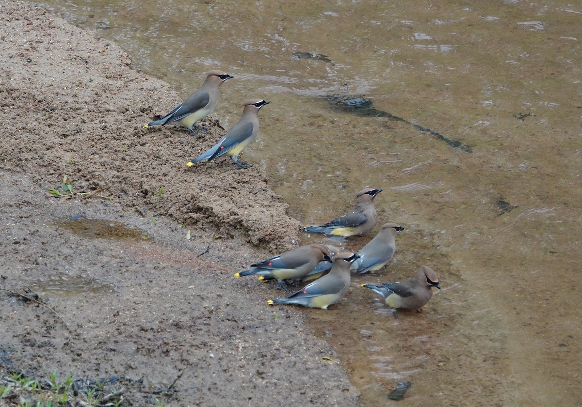 Cedar Waxwing - ML334119711