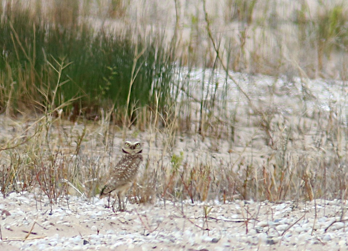 Burrowing Owl - ML334119821