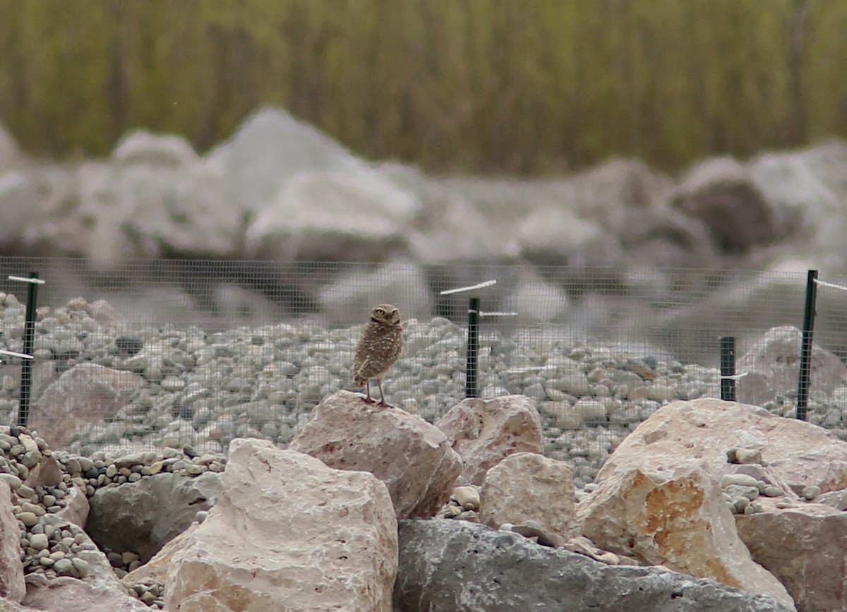 Burrowing Owl - Tom Prestby