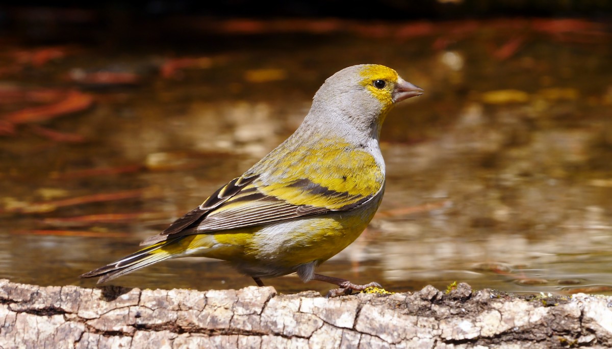 Citril Finch - Josep del Hoyo