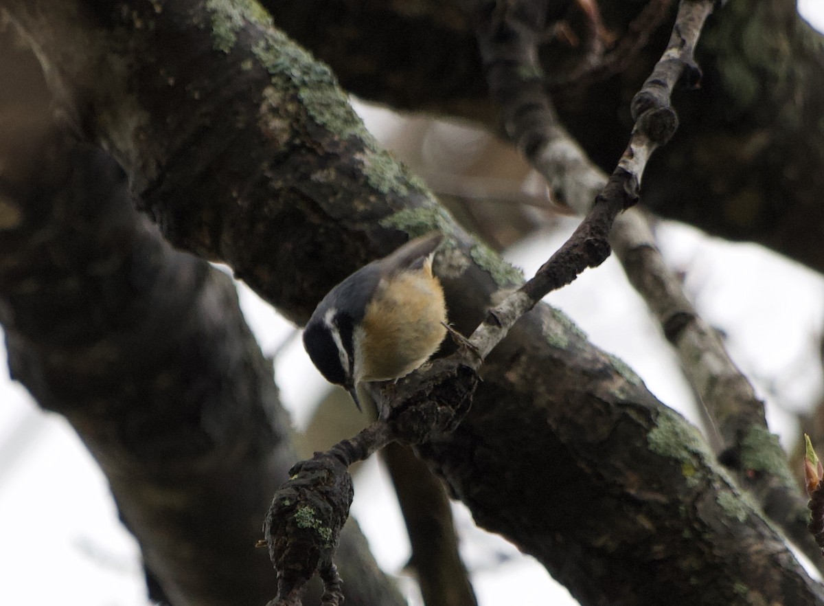 Red-breasted Nuthatch - ML334122731