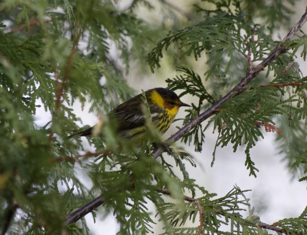 Cape May Warbler - Les Walc