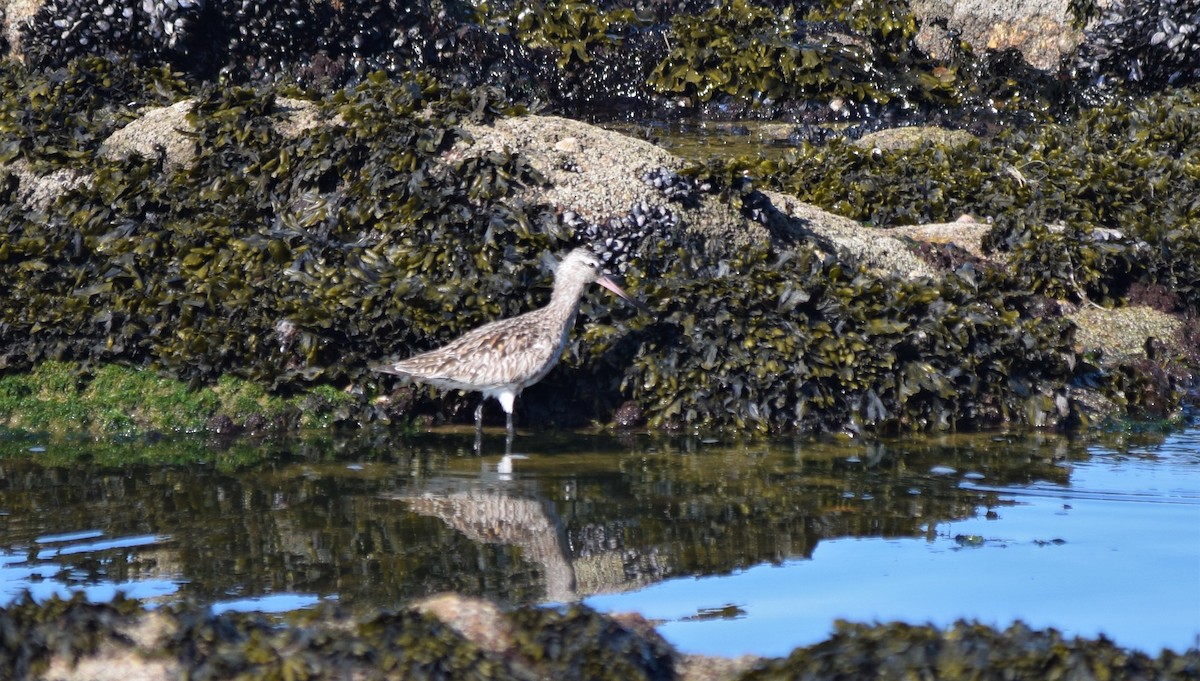 Bar-tailed Godwit - ML334123061