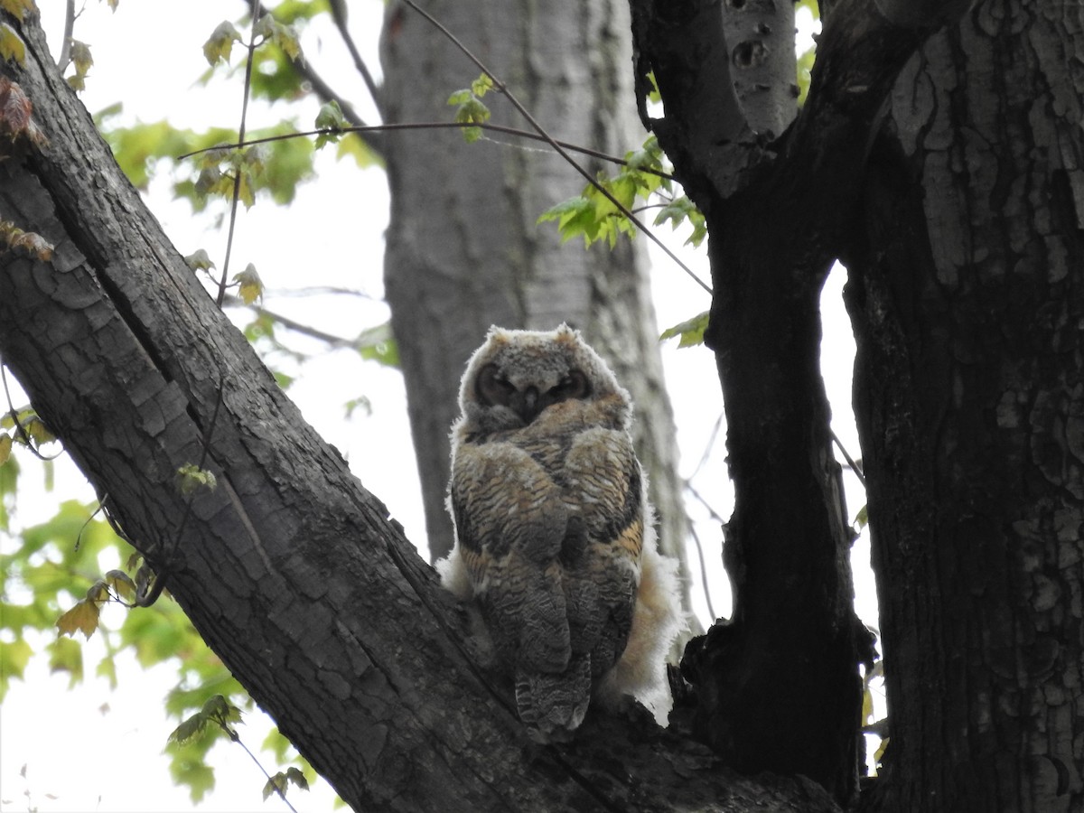Great Horned Owl - ML334126151