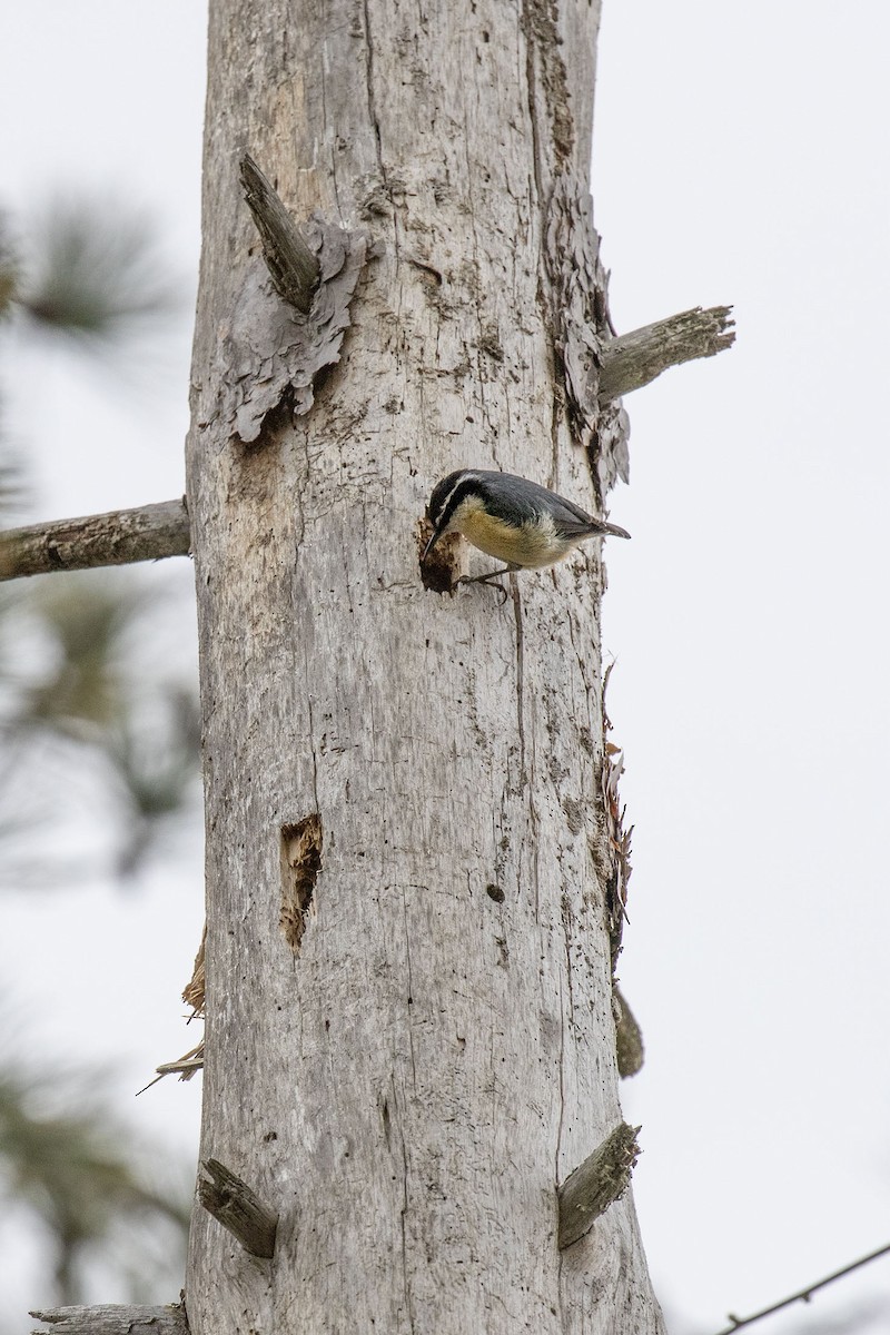 Red-breasted Nuthatch - ML334127221