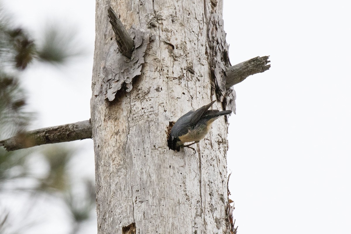 Red-breasted Nuthatch - ML334127231