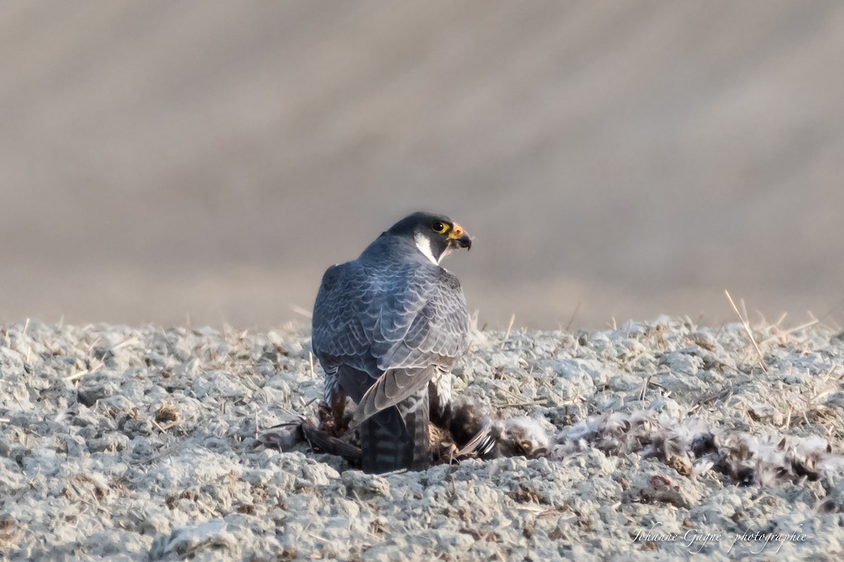 Peregrine Falcon - ML334128471