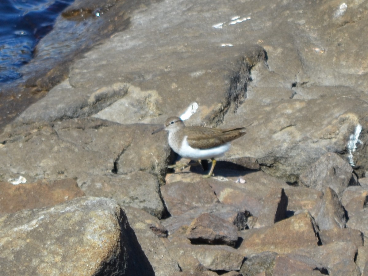 Common Sandpiper - ML334128661