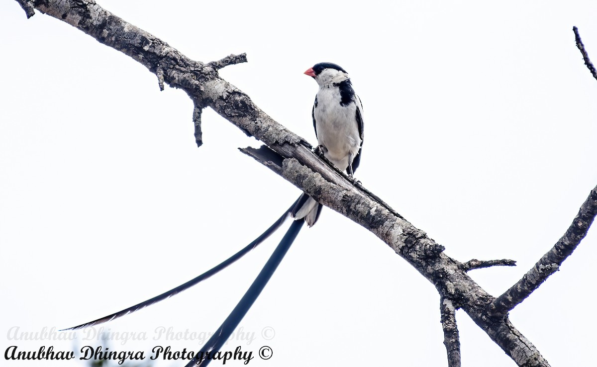 Pin-tailed Whydah - ML334128951