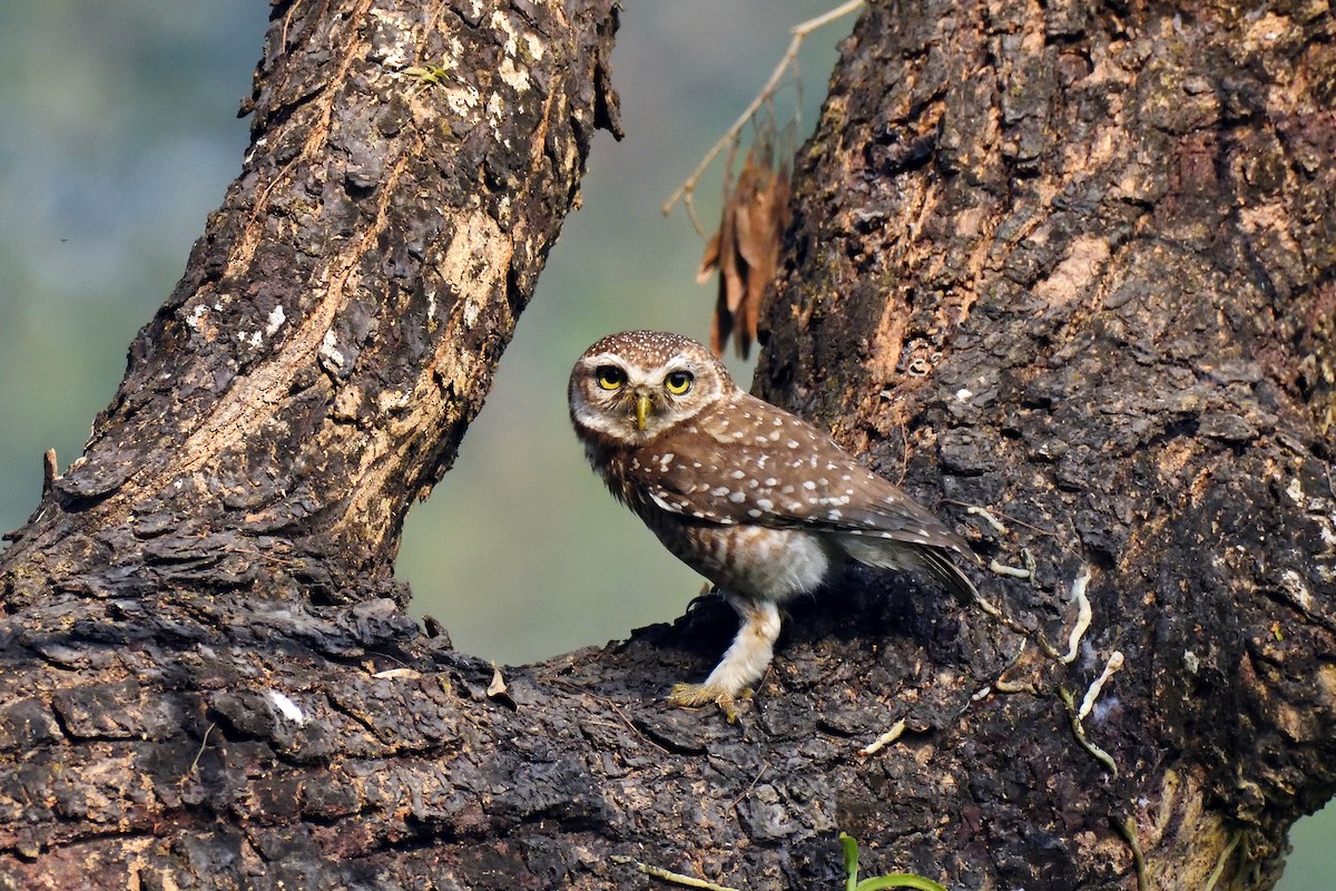 Spotted Owlet - ML334129501