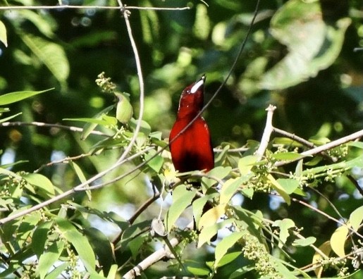 Tangara Dorsirroja - ML334129521