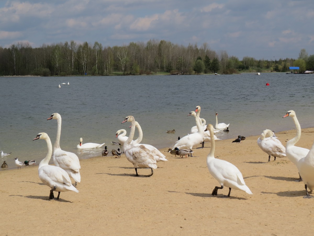 Mute Swan - ML334130541