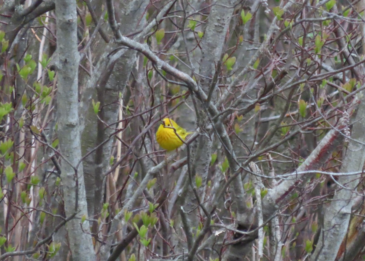 Yellow Warbler - Jim Dillon