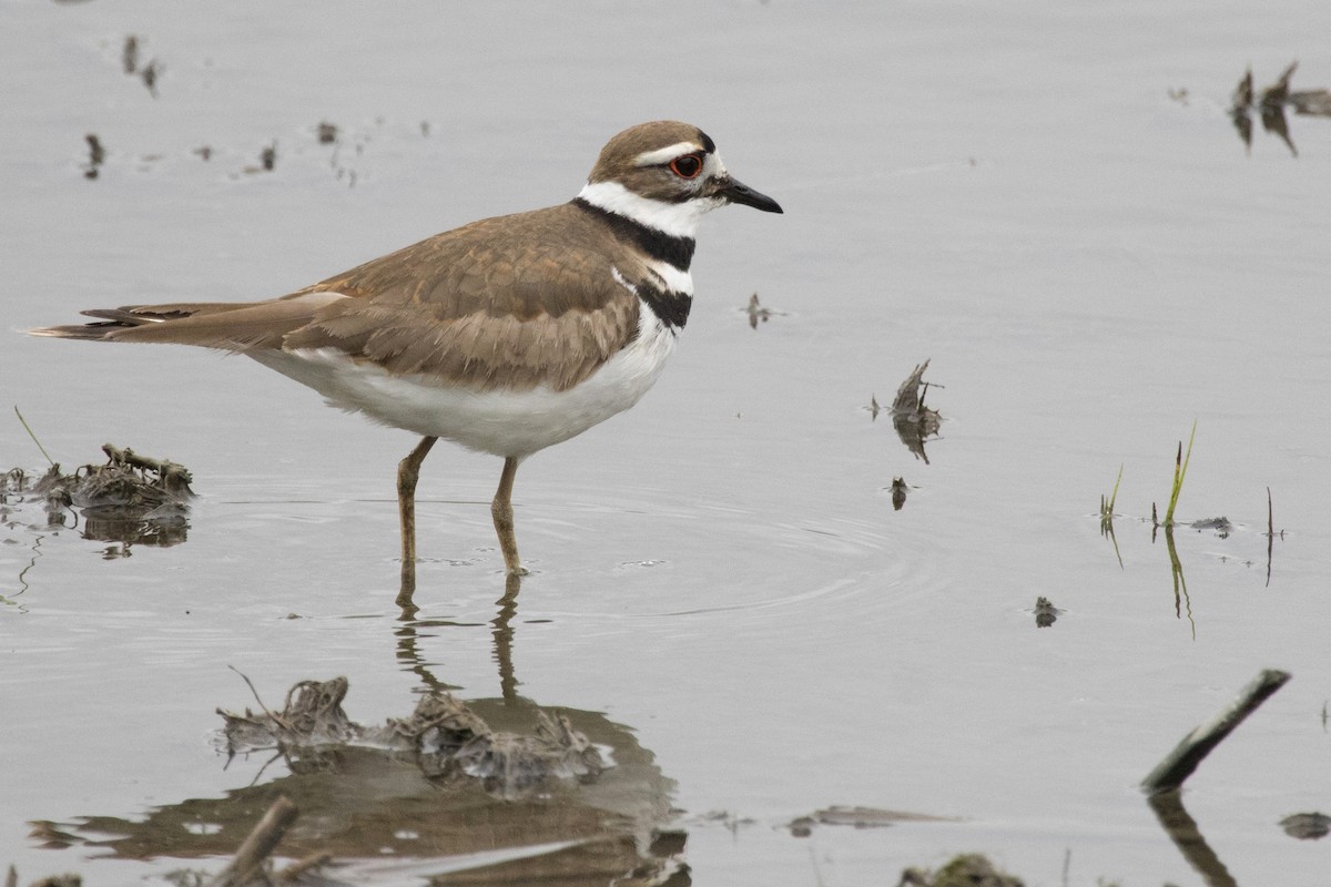 Killdeer - ML334132001