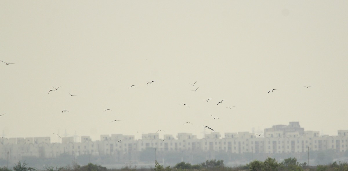 Whiskered Tern - Aravind Amirtharaj