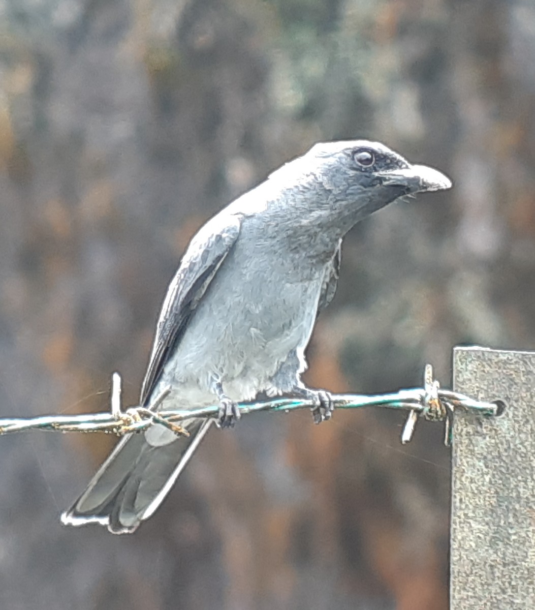 Large Cuckooshrike - ML334135031